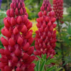 Lupine ‘Russell Red’ (x3) - Feuerrote Blütenkerzen