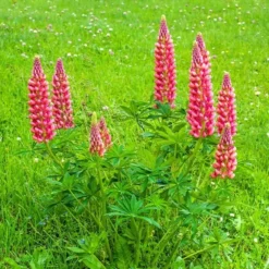 Lupine ‘Russell Red’ (x3) - Feuerrote Blütenkerzen