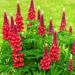 Lupine ‘Russell Red’ (x3) - Feuerrote Blütenkerzen