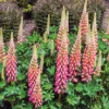 Lupine ‘The Chatelaine’ - Rosa-weiße Blütenkerzen