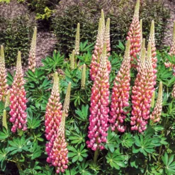 Lupine ‘The Chatelaine’ - Rosa-weiße Blütenkerzen