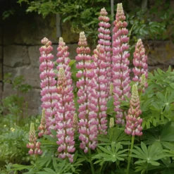 Lupine ‘The Chatelaine’ - Rosa-weiße Blütenkerzen