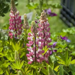 Lupine ‘The Chatelaine’ - Rosa-weiße Blütenkerzen