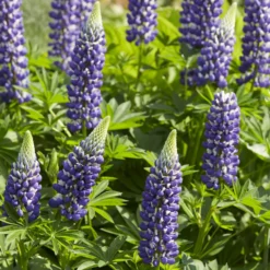 Lupine ‘The Governor’ - Blau-weiße Blüten im Beet
