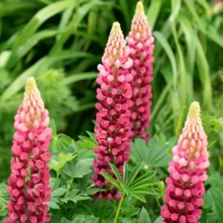 Lupine The Pages - Rote Blütenkerzen im Beet