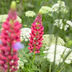 Lupine The Pages - Rote Blütenkerzen im Beet