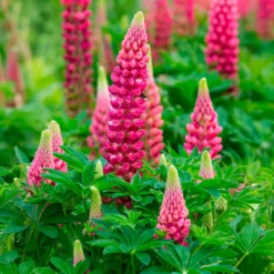Lupine The Pages - Rote Blütenkerzen im Beet