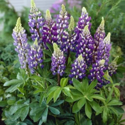 Lupin Gallery Blue - Blaue Blütenkerzen im Garten