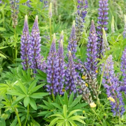 Lupin Gallery Blue - Blaue Blütenkerzen im Garten