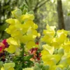 Löwenmaul gelb - Sonnengelb den ganzen Sommer