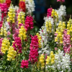 Löwenmaul 'Rainbow' Mischung halbhoch - Bunte Blüten den ganzen Sommer