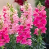 Löwenmaul rosa - Rosa Blüten den ganzen Sommer