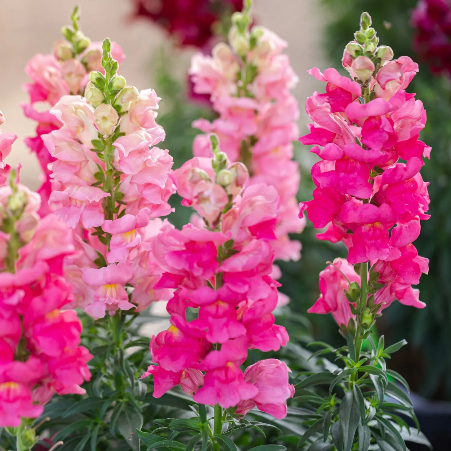 Löwenmaul rosa - Rosa Blüten den ganzen Sommer