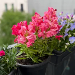 Löwenmaul rosa - Rosa Blüten den ganzen Sommer