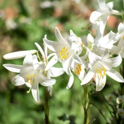 Madonnenlilien (x2) - Reinweiße Blüten voll Duft