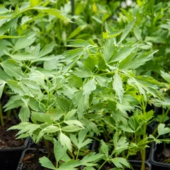 Maggikraut Bio - Suppenwürze frisch geerntet