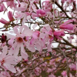 Magnolia Leonard Messel - Rosa Blütentraum im Frühling