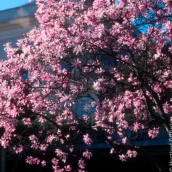 Magnolia Leonard Messel - Rosa Blütentraum im Frühling
