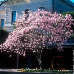 Magnolia Leonard Messel - Rosa Blütentraum im Frühling