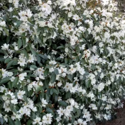 Magnolie 'Fairy White' - Immergrün und duftend