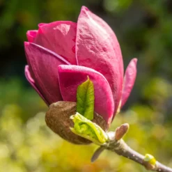 Magnolie Genie - Dunkelrote Blüten im Frühling