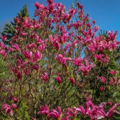 Magnolie ‘Susan’ - Späte Blüte, kein Frostrisiko