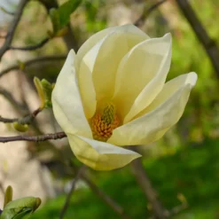 Magnolie Yellow Lantern - Gelbe Blüten, echter Hingucker