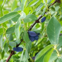 Maibeere 'Borealis' - Beeren schon im Juni