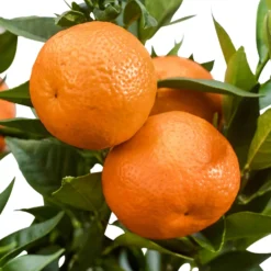 Mandarinenbaum - Mediterranes Flair für zuhause
