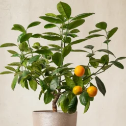 Mandarinenbaum - Mediterranes Flair für zuhause