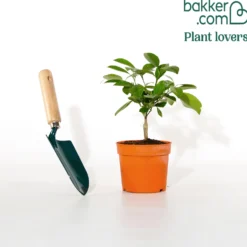 Mandarinenbaum - Mediterranes Flair für zuhause
