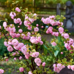 Mandelbäumchen - Rosa Blütentraum im Frühling