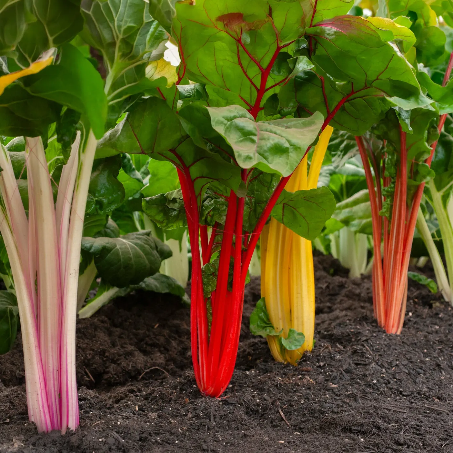 Mangold Mischung bunt - Bunte Ernte den ganzen Sommer