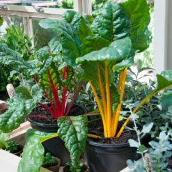 Mangold Mischung bunt - Bunte Ernte den ganzen Sommer