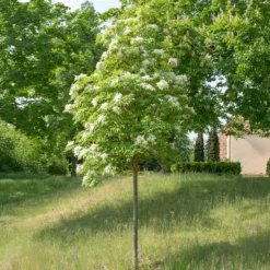 Manna-Esche - Blütenwolke im Frühling
