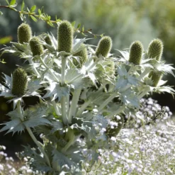 Mannstreu (giant) - Silberdistel, die begeistert