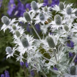 Mannstreu (giant) - Silberdistel, die begeistert