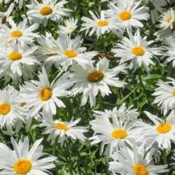 Margariten Sweet Daisy Rebecca - Weiße Blütenfülle, ganz einfach