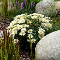 Margerite 'Silberprinzesschen' - Weiße Blüten den ganzen Sommer