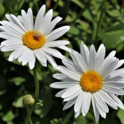 Margerite 'Silberprinzesschen' - Weiße Blüten den ganzen Sommer