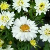 Margerite Victorian Secret - Weiße Blüten den ganzen Sommer