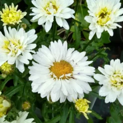 Margerite Victorian Secret - Weiße Blüten den ganzen Sommer