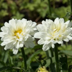 Margerite Victorian Secret - Weiße Blüten den ganzen Sommer