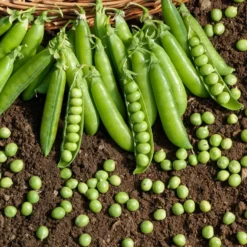 Markerbse ‘Le Généreux’ - Süße Ernte, kinderleicht