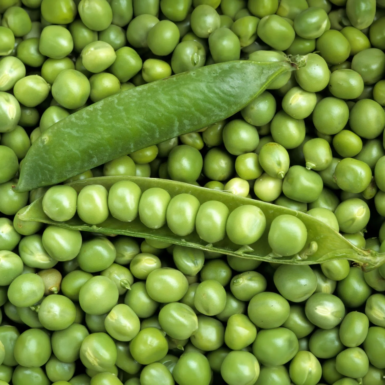 Markerbse ‘Petit Provençal’ - Süße Erbsen frisch geerntet