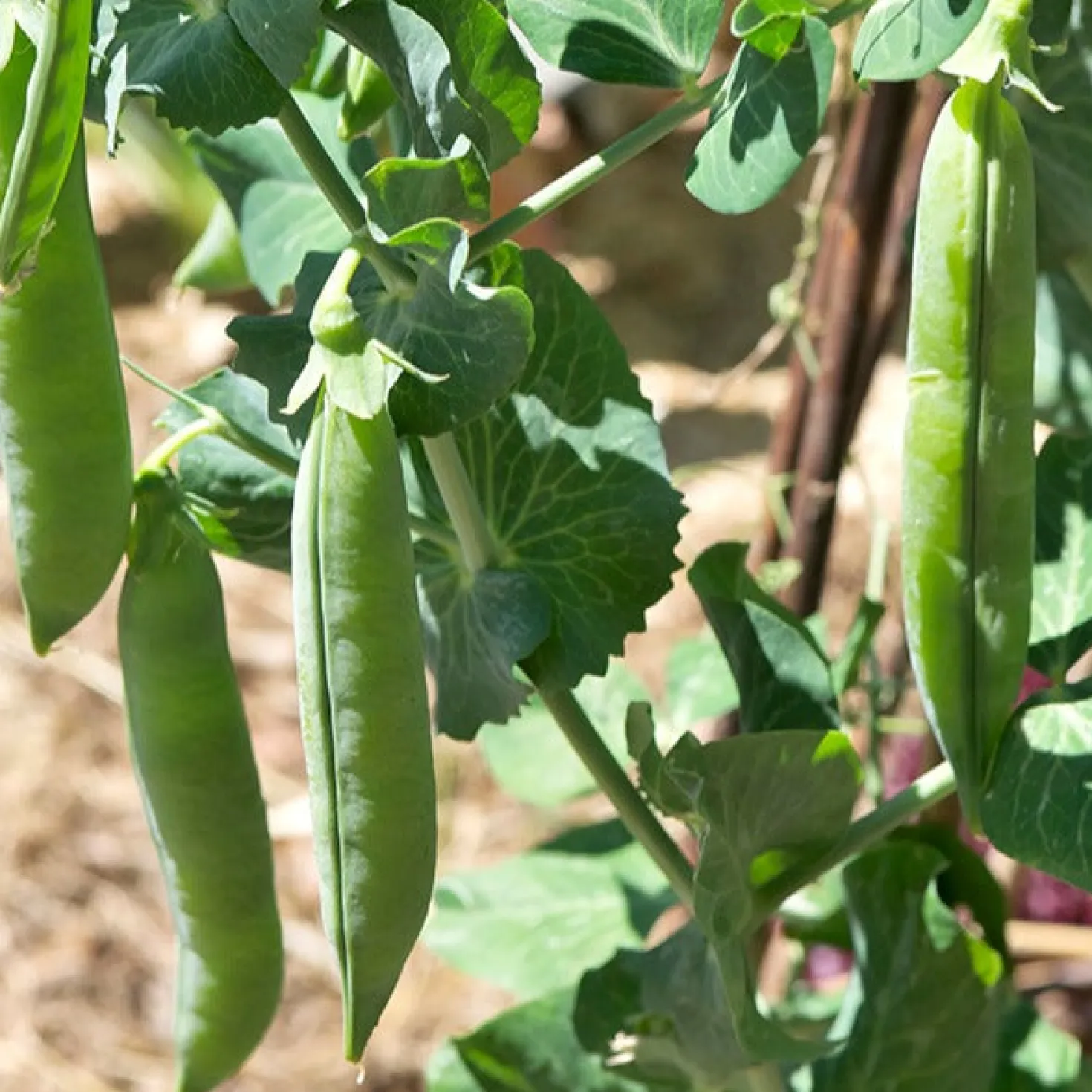 Markerbse ‘Petit Provençal’ - Süße Erbsen frisch geerntet