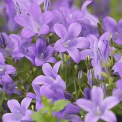 Mauer-Glockenblume - Blüten wie ein blauer Teppich