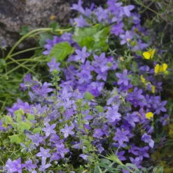 Mauer-Glockenblume - Blüten wie ein blauer Teppich