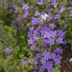 Mauer-Glockenblume - Blüten wie ein blauer Teppich