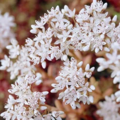 Mauerpfeffer 'Coral Carpet' - Grün-rot, robust, pflegeleicht